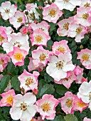 ROSA ROSY CUSHION,  (INTERALL),  SHRUB ROSE