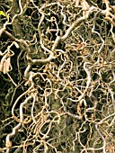 CORYLUS AVELLANA CONTORTA (CORKSCREW HAZEL)