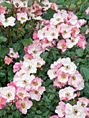 ROSA ROSY CUSHION,  (INTERALL),  SHRUB ROSE