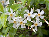 TRACHELOSPERMUM JASMINOIDES,  EVERGREEN WOODY CLIMBER