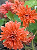 TROPAEOLUM MAJUS HERMINE GRASHOFF