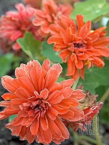 TROPAEOLUM_MAJUS_HERMINE_GRASHOFF