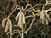 CORYLUS AVELLANA CONTORTA (CORKSCREW HAZEL)