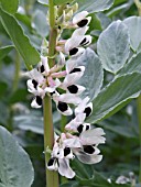 VINCA FABAE,  COMMERCIAL BROAD BEAN CROP,  FULL FLOWER STAGE