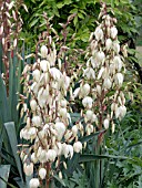 YUCCA FILAMENTOSA,  HARDY SHRUB