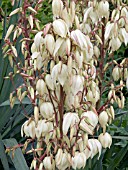 YUCCA FILAMENTOSA,  HARDY SHRUB