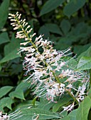 AESCULUS PARVIFLORA,  AMERICAN CHESTNUT