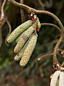 CORYLUS AVELLANA CONTORTA (CORKSCREW HAZEL)