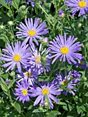 ASTER AMELLUS KING GEORGE