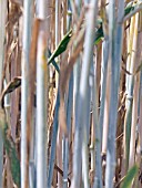 BARLEY STEMS,  COMMERCIAL CROP