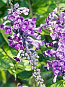 BUDDLEJA JAPONICA