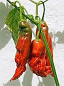 CAPSICUM,  RED HOT PEPPERS