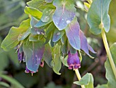 CERINTHE MAJOR PURPURESCENS