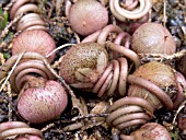 CYCLAMEN HEDERIFOLIUM,  AUTUMN CYCLAMEN,  SEED PODS,  NATURES NATURAL SPRING