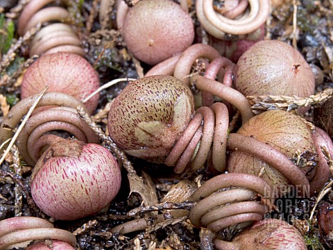 CYCLAMEN_HEDERIFOLIUM__AUTUMN_CYCLAMEN__SEED_PODS__NATURES_NATURAL_SPRING