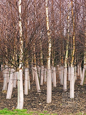 DEER_TREE_PROTECTION_TO_SILVER_BIRCH