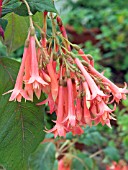 FUCHSIA TRAUDCHEN BONDSTEDT,  TENDER FUCHSIA,  INDOOR POT PLANT