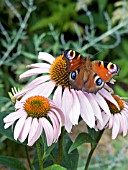 INACHIS IO,  PEACOCK BUTTERFLY FEEDING ON ECHINACEA PURPUREA MAGNUS