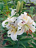 LILIUM AURATUM,  GOLDEN RAY LILY,  HARDY BULB