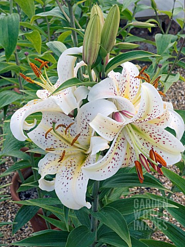 LILIUM_AURATUM__GOLDEN_RAY_LILY__HARDY_BULB