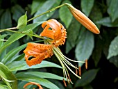 LILIUM HENRYI,  LILY,  HARDY BULB