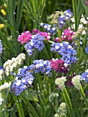 LIMONIUM SINUATUM,  HARDY ANNUAL,  EVERLASTING FLOWER