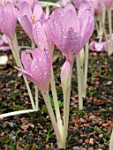 COLCHICUM AUTUMNALE