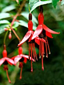 FUCHSIA RICCARTONII