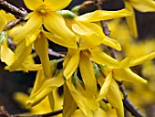 FORSYTHIA INTERMEDIA SPECTABILIS