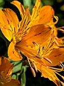 ALSTROEMERIA AUREA,  HARDY BULB