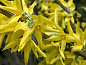 FORSYTHIA INTERMEDIA SPECTABILIS