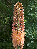 EREMURUS OASE,  FOXTAIL LILY