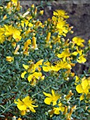 HYPERICUM OLYMPICUM,  HARDY GROUND COVER SUBSHRUB