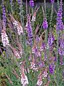 LINARIA PURPUREA,  THREE COLOURS INCLUDING CANON WENT