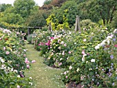 OLD FASHIONED ROSE COLLECTION,  HIGHDOWN GARDENS