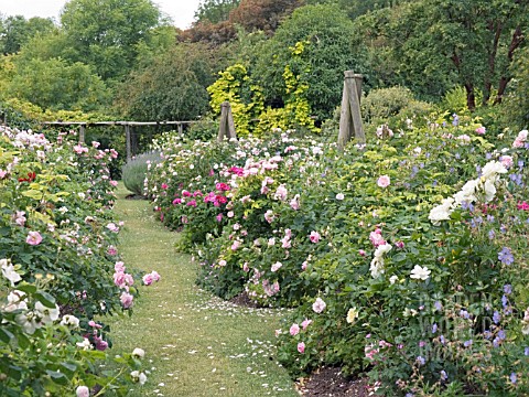 OLD_FASHIONED_ROSE_COLLECTION__HIGHDOWN_GARDENS