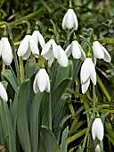 GALANTHUS CAUCASICUS (SNOWDROP)