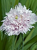 PAPAVER SOMNIFERUM PEONIFLORUM,  DOUBLE FLOWERED OPIUM POPPY