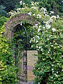 ROSA SANDERS WHITE RAMBLER,  ARCHWAY & WROUGHT IRON GATE