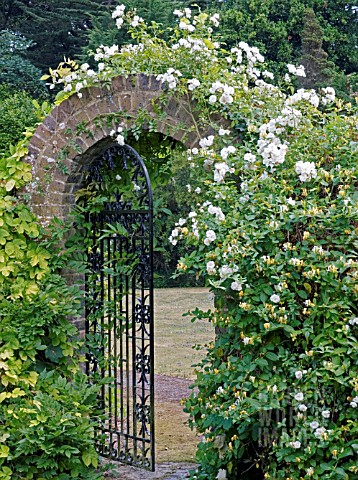 ROSA_SANDERS_WHITE_RAMBLER__ARCHWAY__WROUGHT_IRON_GATE