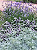 ARTEMISIA POWIS CASTLE (AGM),  SALVIA OFFICINALIS PURPURESCENS WITH LAVANDULA HIDCOTE,  (WORMWOOD,  SAGE & LAVENDER)  SENSORY HERBS