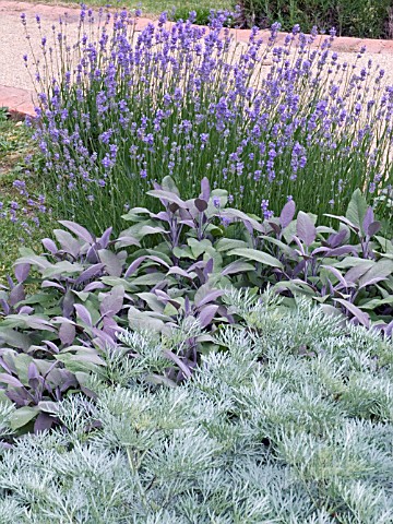 ARTEMISIA_POWIS_CASTLE_AGM__SALVIA_OFFICINALIS_PURPURESCENS_WITH_LAVANDULA_HIDCOTE__WORMWOOD__SAGE__