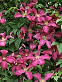 CLEMATIS VITICELLA ABUNDANCE ,  HARDY CLIMBER