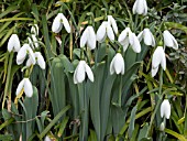 GALANTHUS CAUCASICUS (SNOWDROP)