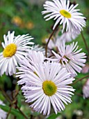 ERIGERON QUAKERESS