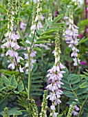 GALEGIA OFFICINALIS,  GOATS RUE,  HARDY PERENNIAL