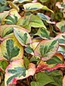 HOUTTUYNIA CORDATA FLAME