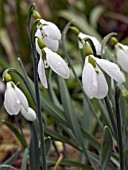 GALANTHUS GRACILIS (SNOWDROP)