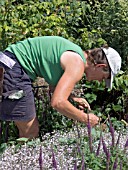 WEEDING AMONGST HERBACEOUS PLANTS