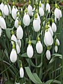 GALANTHUS NIVALIS HYBRIDA (SNOWDROP)